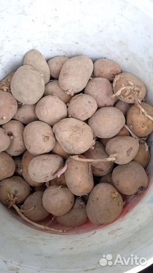 Семенной картофель