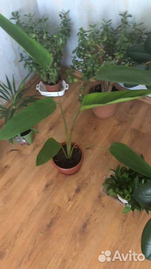 Цветы комнатные