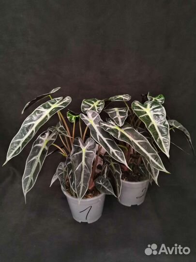 Алоказия бамбино 14/35