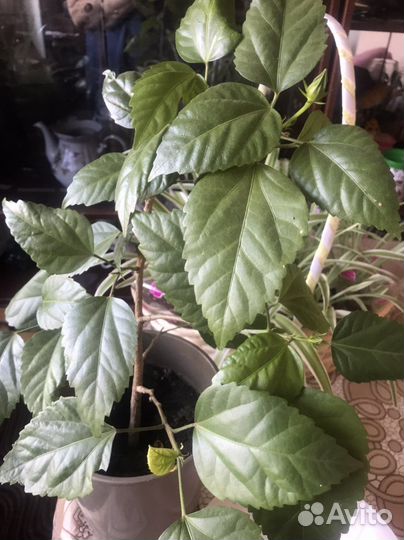 Гибискус,комнатная роза