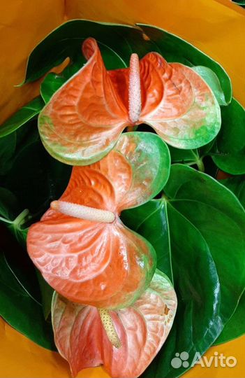 Антуриум сортовой