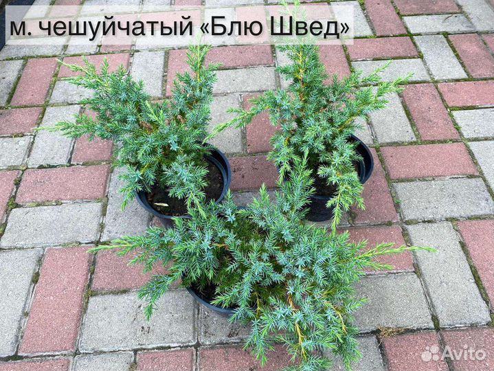 Можжевельник