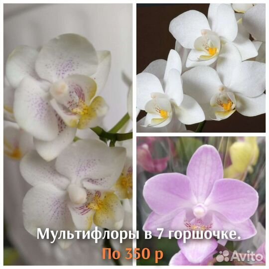 Орхидея фаленопсис оцветашки