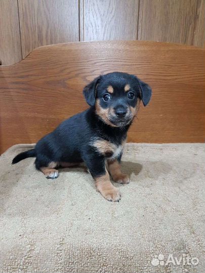 Маленькая собака