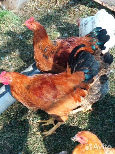 Петухи чистокровные