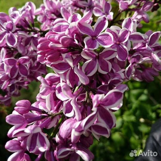 Саженцы сортовой сирени