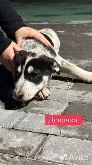 Щенок сирота