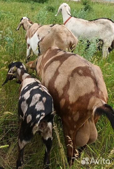 Англо нубийские козы и козлята