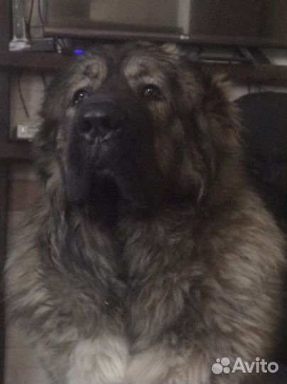 Кавказец на вязку)