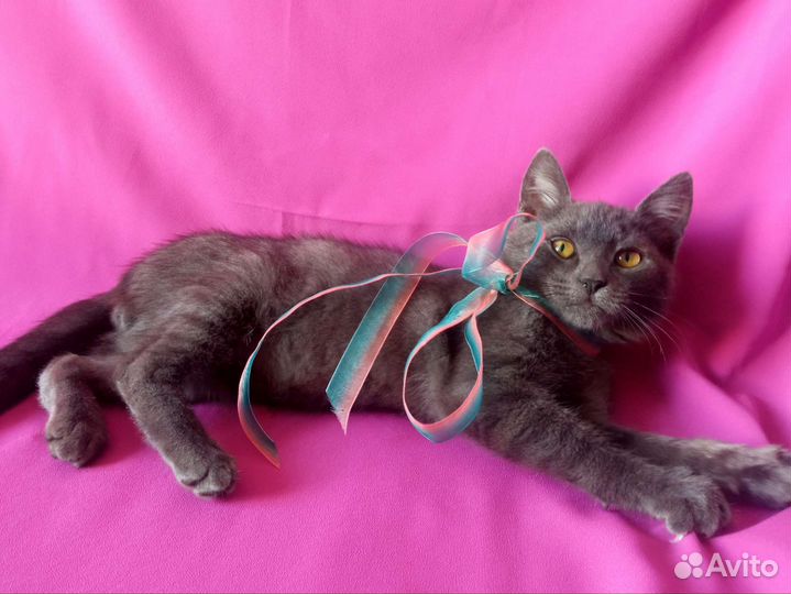Котëнок Кузя Лакомкин в добрые руки