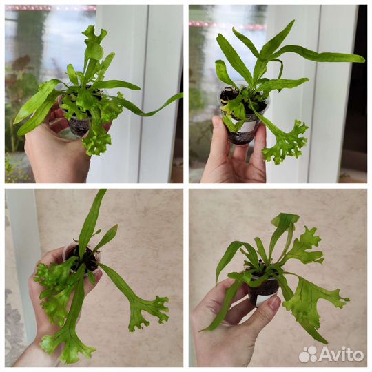 Микросорумы