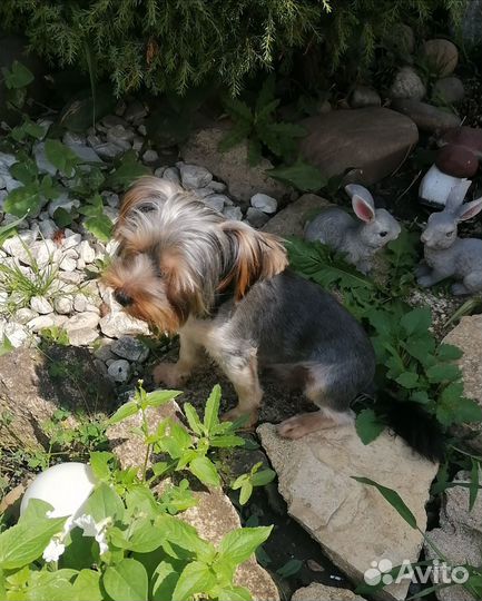 Йоркширский терьер мини