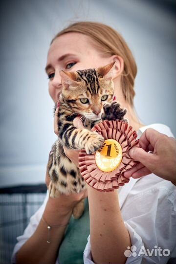 Бенгальская кошка