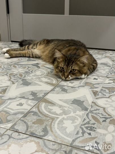 Котик в добрые руки