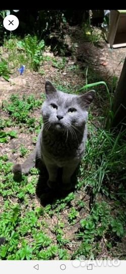 Русская голубая. Котик