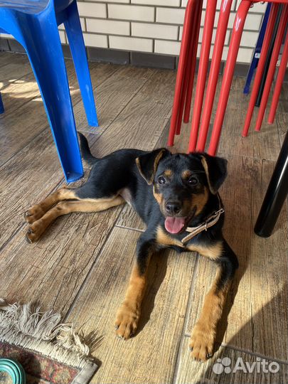 Щенок метис в добрые руки