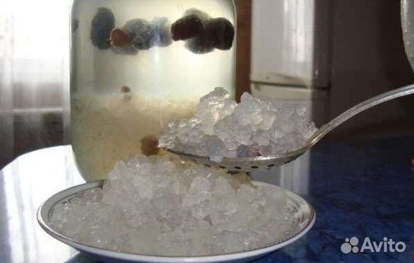 Индийский морской рис