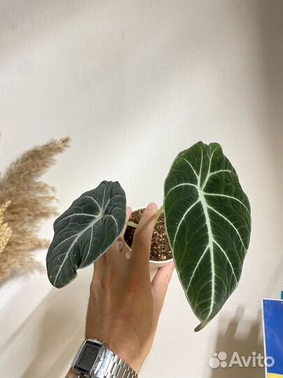 Алоказия блек вельвет