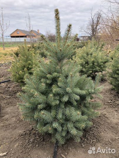 Ель голубая