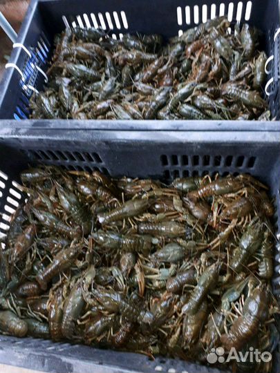 Раки с Волги. Сотрудничество с рыбаками