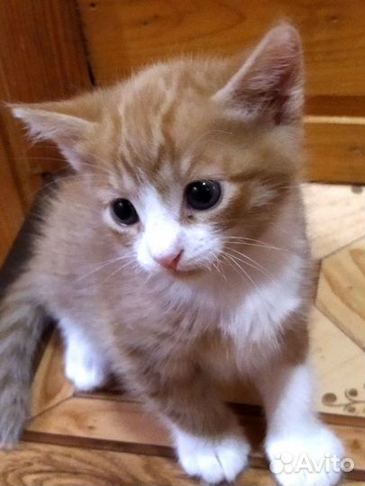Котенок мальчик (Любимка)в добрые ручки