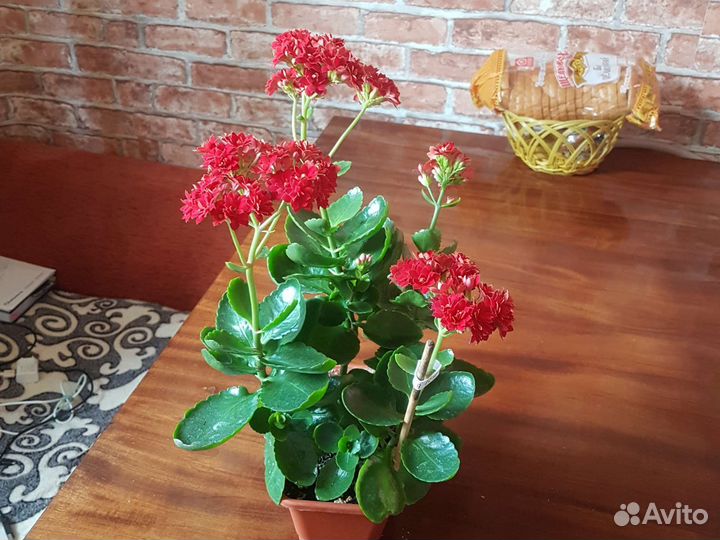 Каланхоэ лечебное