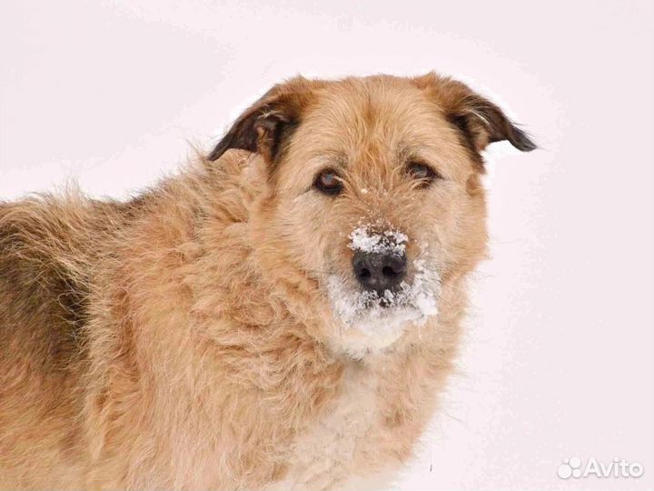 Брендон. Песочный добрый терьерчик. Ищет дом