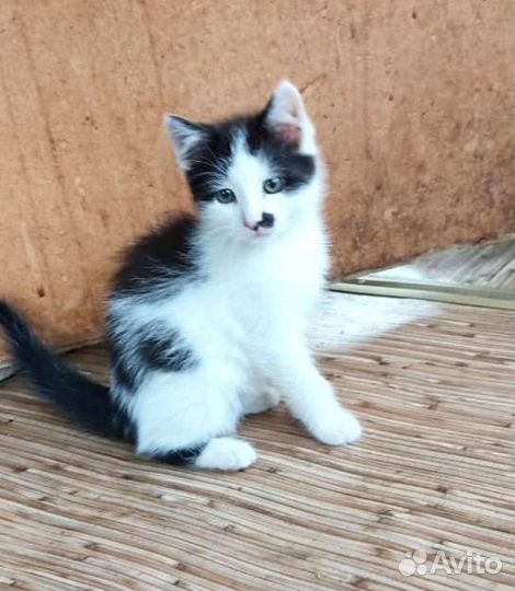 Котёнок Ксюша откликается на имя