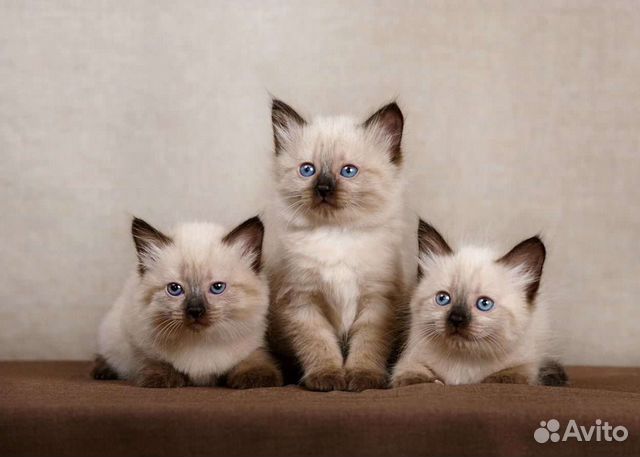 Баленезийские котята купить в Нижнем Тагиле  объявление продам