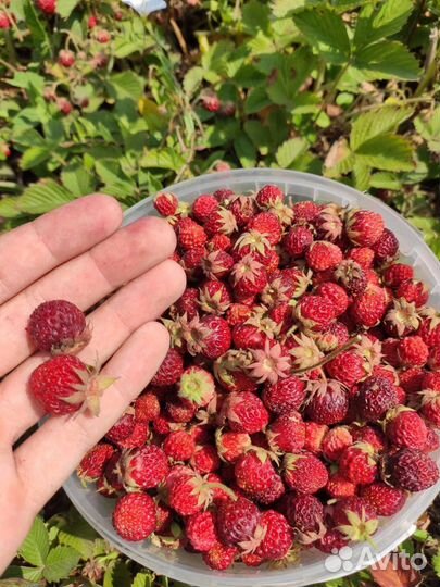 Клубника полевая