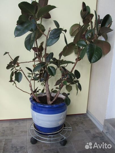 Фикус каучуконосный большой
