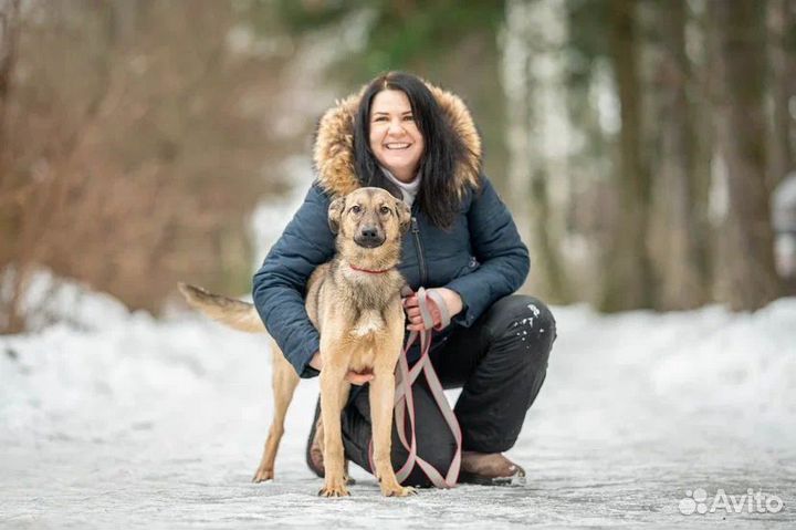 Собаки в дар бесплатно