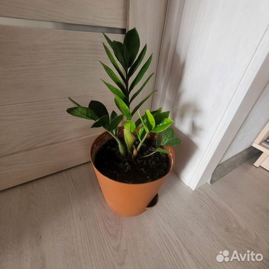 Замиокулькас