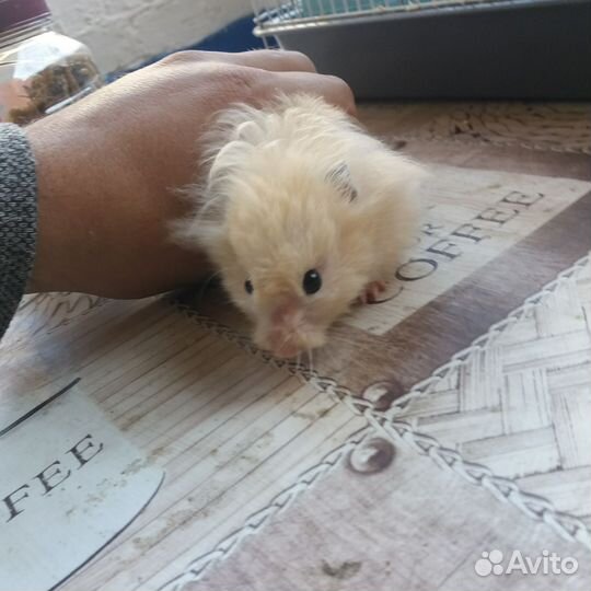 Сирийский хомяк с клеткой