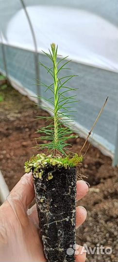 Саженцы ели зкс в розницу