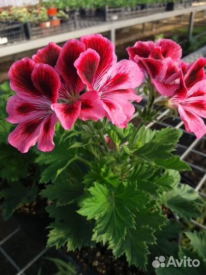 Королевская пеларгония