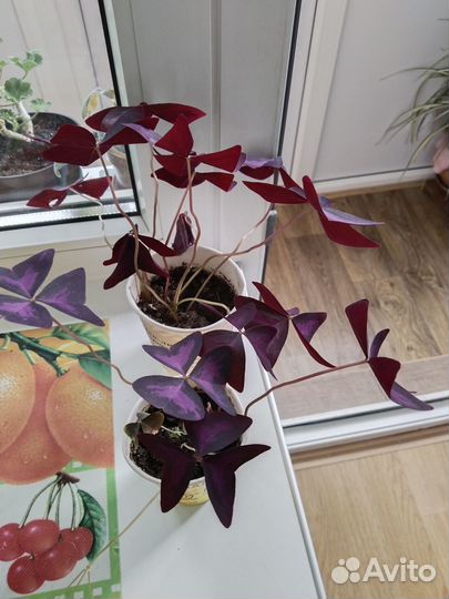 Продам цветы комнатные оксалис