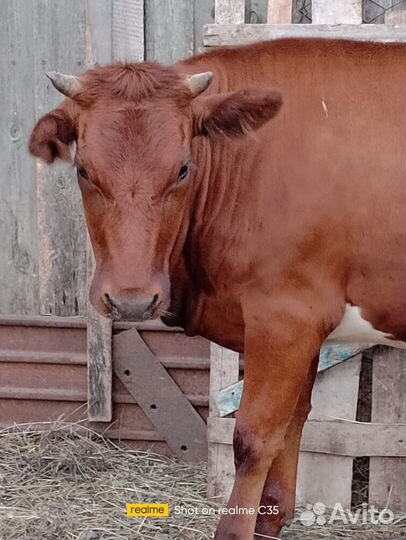 Продам телку