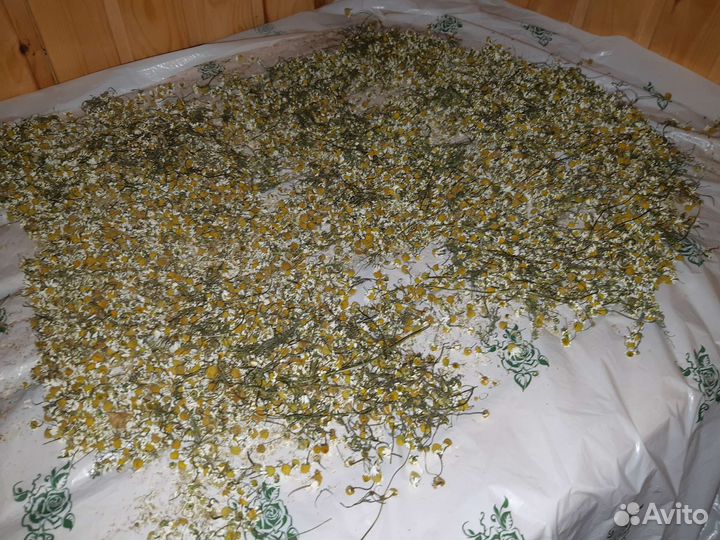 Ромашка полевая лечебная