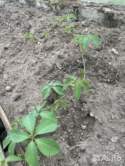 Девичий виноград