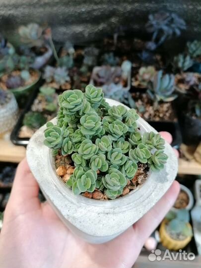 Крассула ланугиносса суккуленты