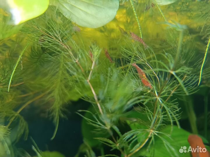 Роголистник