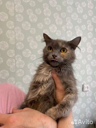 Котята в добрые руки бесплатно