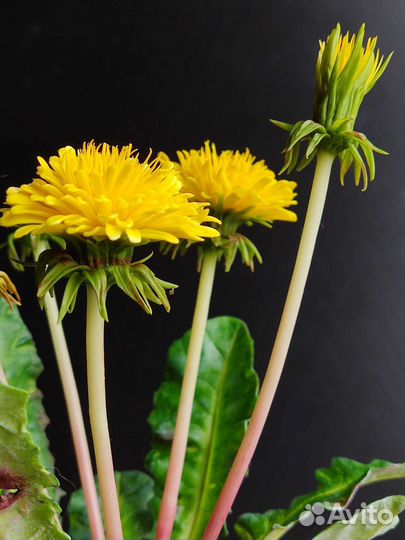 Одуванчики