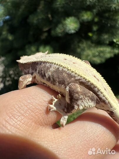 Реснитчатый бананоед Лили вайт фурри блашинг