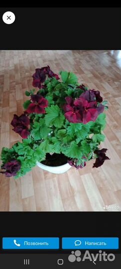 Герани, пеларгонии королевские, душистые и др срез