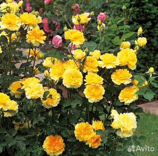 Роза Мулинекс