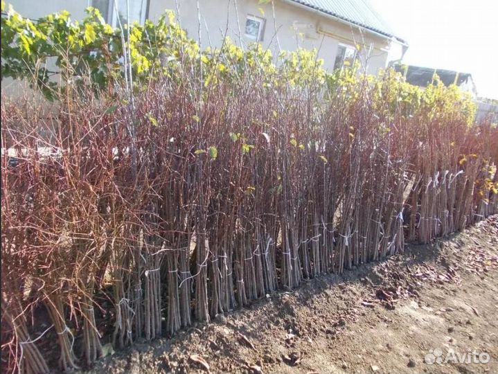 Чернослив саженцы