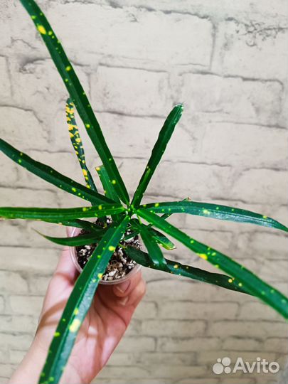 Кротон Пуктум Спот