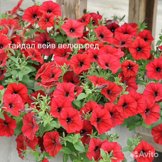 Петуния ампельная